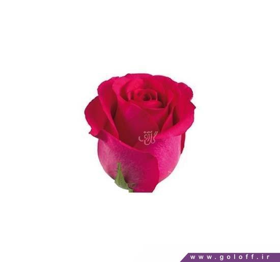 سایت گل فارسی - گل رز هلندی مارینا - Rose | گل آف